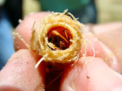 Pesadelo dos canaviais, broca ataca lavouras de sorgo, alerta Embrapa