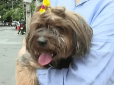 Ladrões roubam cachorro e devolvem dois minutos depois na Bahia