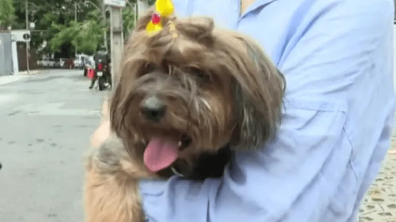 Ladrões roubam cachorro e devolvem dois minutos depois na Bahia