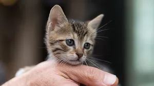 Plaza Shopping terá evento de adoção de pets neste sábado (28)