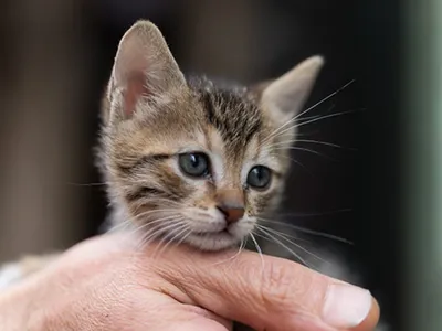 Plaza Shopping terá evento de adoção de pets neste sábado (28)