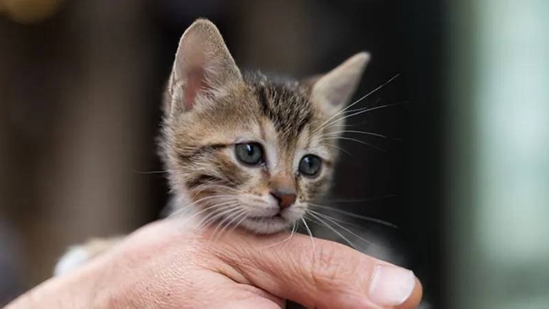 Plaza Shopping terá evento de adoção de pets neste sábado (28)