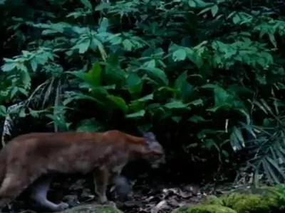 Trio de onças-pardas é flagrado em parque de Mangaratiba