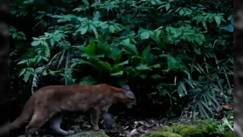 Trio de onças-pardas é flagrado em parque de Mangaratiba