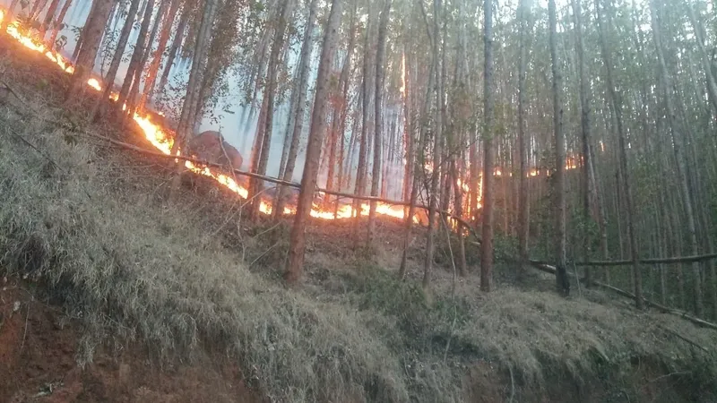 Incêndio atinge área de mata próxima à fazenda que pertence ao Santuário Nacional de Aparecida