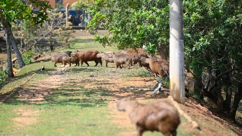 Prefeitura de Campinas inicia 1ª etapa do manejo para controle de capivaras em parques