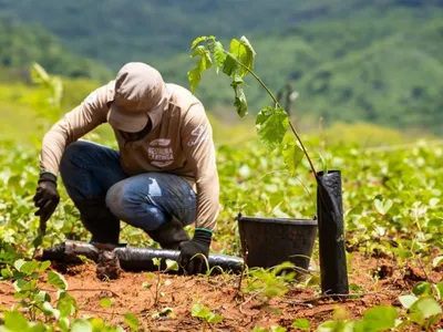 Cientistas desenvolvem nova técnica para aumentar a sobrevivência de plantas da Caatinga