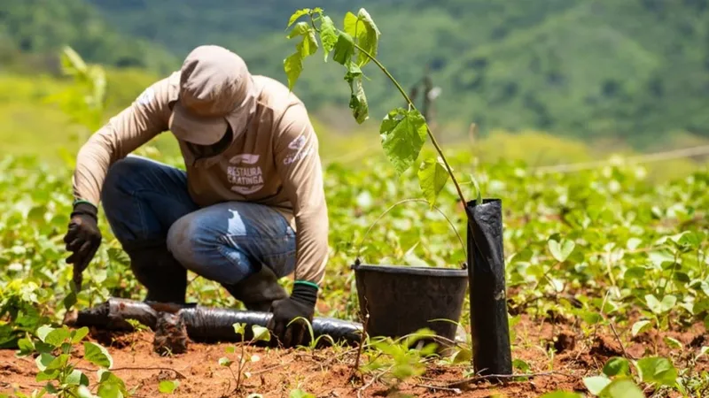 Cientistas desenvolvem nova técnica para aumentar a sobrevivência de plantas da Caatinga