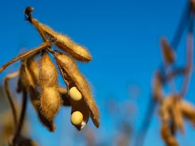 Soja chegou ao Brasil há 100 anos; veja a evolução do grão na economia nacional