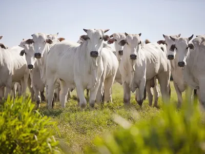 Preço da arroba do boi dispara e carne fica mais cara no supermercado; assista