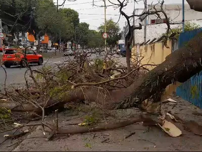 VÍDEO: Árvore centenária cai na Zona Sul de São José dos Campos