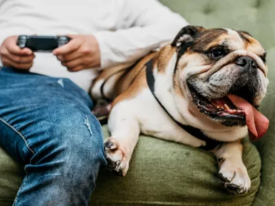 Tem um pet gorducho em casa? Fique atento aos quilos extras e à saúde do bichinho