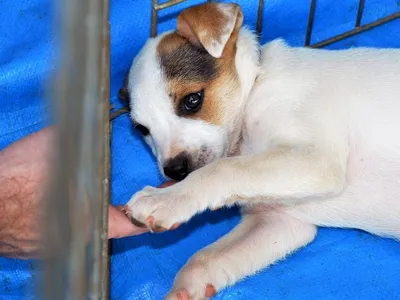 Feira de adoção de cães é neste sábado em Sorocaba