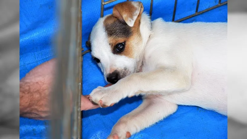 Feira de adoção de cães é neste sábado em Sorocaba