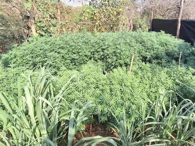 Plantação de maconha é localizada em Itupeva