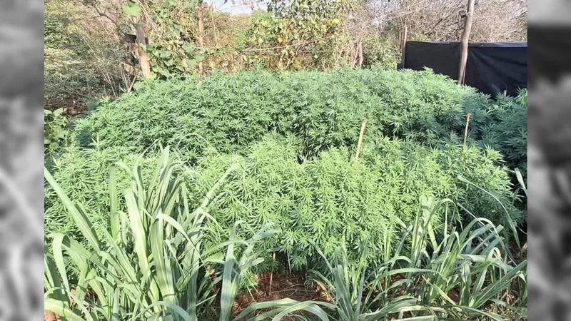 Plantação de maconha é localizada em Itupeva