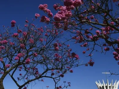 Tempo seco vai continuar na primavera? Meteorologista indica melhora na metade de outubro