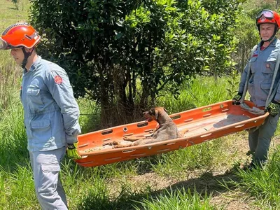 Bombeiros resgatam cadela em ribanceira em São José dos Campos