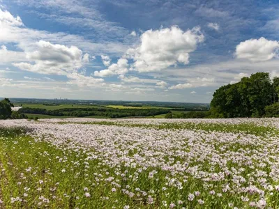 Pertinho de São Paulo: conheça destinos turísticos agro para fazer um bate e volta