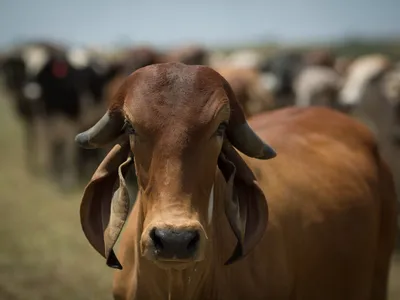 Agro Band: Europa propõe adiar lei antidesmatamento para 2025; assista à reportagem