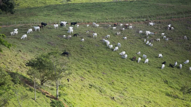 Área de pastagens degradadas em Mato Grosso do Sul chega a 4,7 milhões de hectares