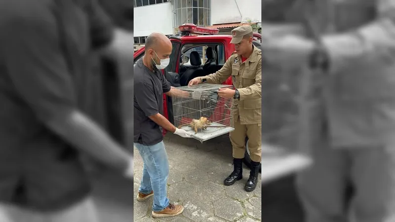 Mico-leão-dourado é resgatado pelo Corpo de Bombeiros dentro de uma casa em Nova Iguaçu