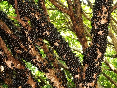 Jabuticaba é eleita a segunda melhor fruta do mundo; assista à reportagem