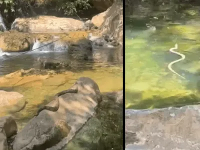 Mulher se espanta com cobra tomando sol e nadando em cachoreira em Goiás