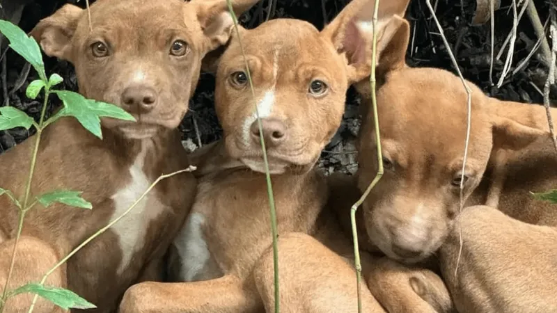 UVZ divulga cães que estão disponíveis para adoção na unidade