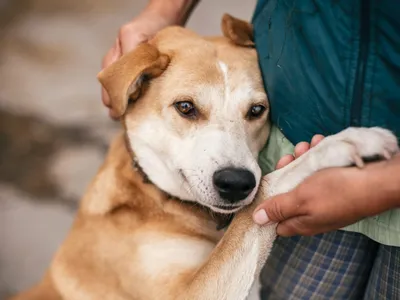 Como saber a idade do cachorro adotado? Confira 4 dicas!