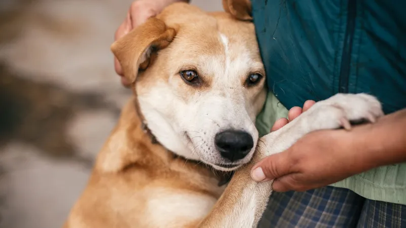 Como saber a idade do cachorro adotado? Confira 4 dicas!