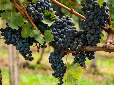 Agro Band: França dá início à colheita de uvas para produzir o famoso champagne