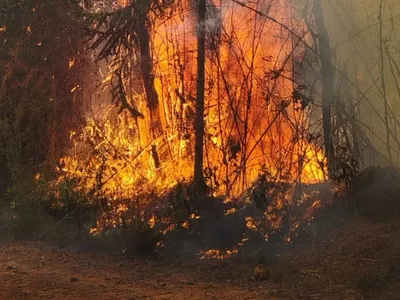 Incêndio atinge área de mata em Campos do Jordão (SP)