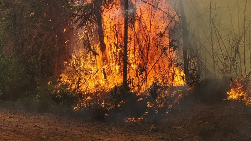 Incêndio atinge área de mata em Campos do Jordão (SP)