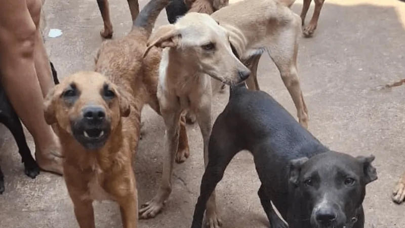 Mulher é presa por maus-tratos a animais em Bauru