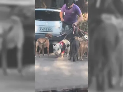 Porco com camisa do Flamengo é visto passeando em Botafogo