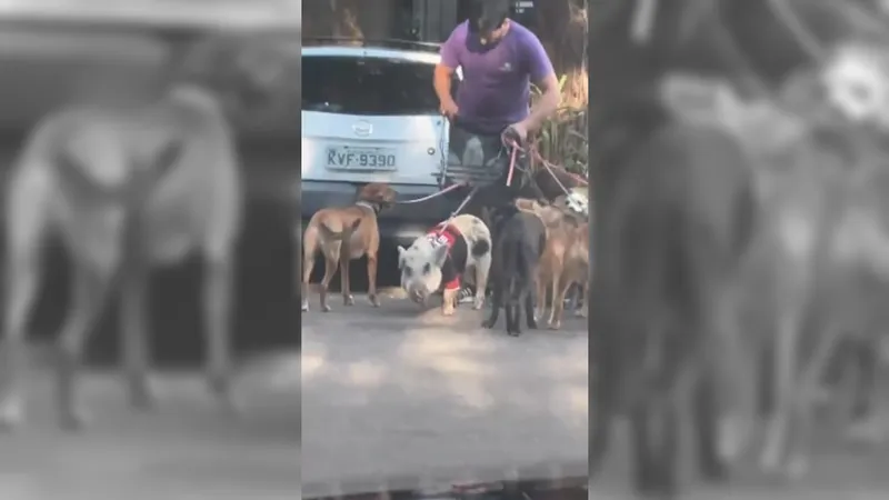 Porco com camisa do Flamengo é visto passeando em Botafogo