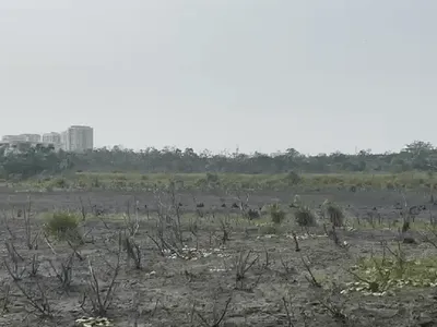 Uma trilha do Bosque da Barra foi interditada após o aparecimento de jacarés