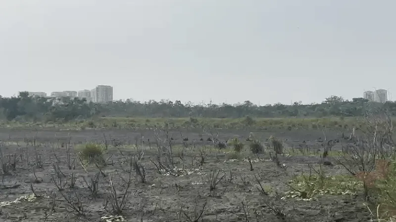 Possibilidades de mitigação, recuperação e compensação do Bosque da Barra são estudadas