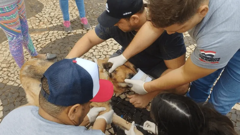 UVZ anuncia coleta de sangue em cães no bairro Vida Nova Pacaembu 2