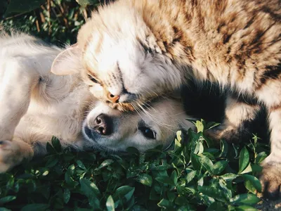 Saiba qual animal combina com o seu signo e como lidar com ele