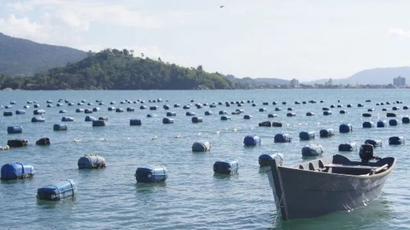 Santa Catarina libera linha de financiamento para maricultores afetados pela maré vermelha