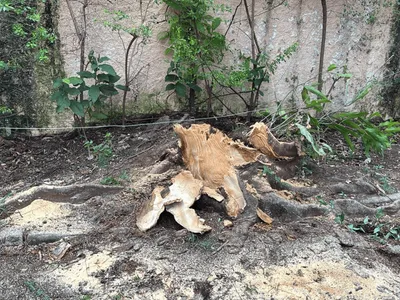 Árvore contra indicada para plantio em calçadas despenca sobre mulher em Campinas