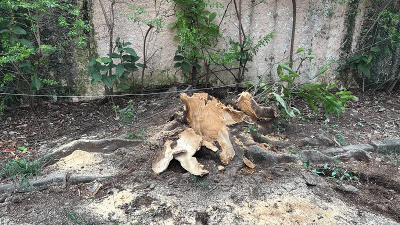 Árvore contraindicada para plantio em calçadas despenca sobre mulher em Campinas