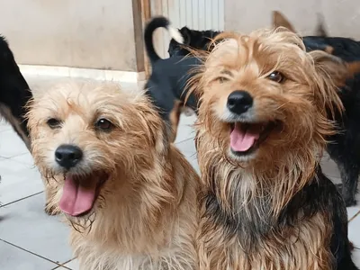 Sem Luz e sem água, ONG pede ajuda para manter atendimento a mais de 300 animais