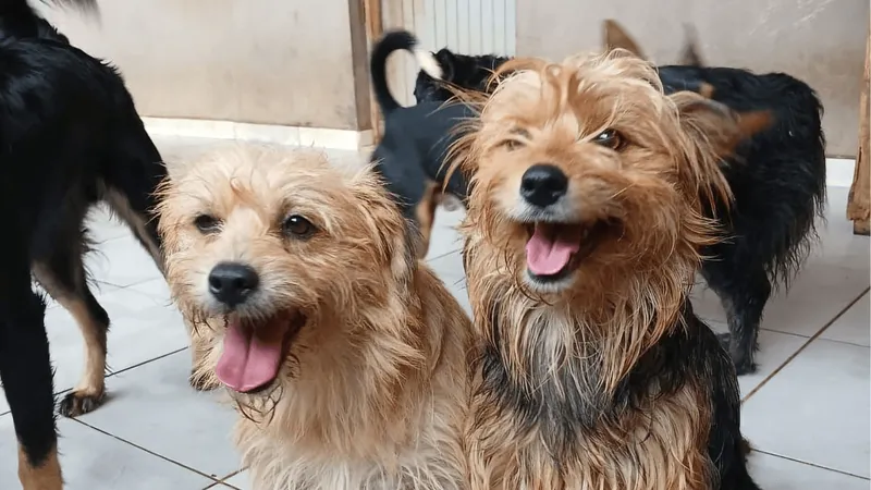 Sem Luz e sem água, ONG pede ajuda para manter atendimento a mais de 300 animais