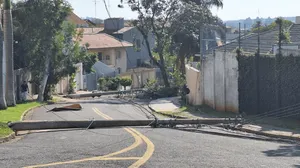 Árvore cai e derruba dois postes na Vila Brandina, em Campinas