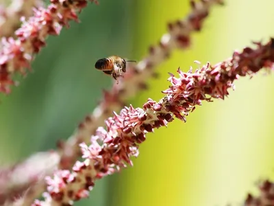 Mel da florada do açaí possui altos teores de compostos antioxidantes