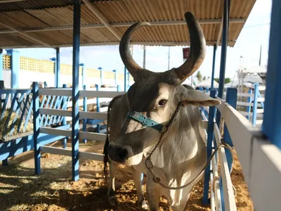 Onde o boi é rei: maior evento agro das regiões Norte e Nordete acontece em Parnamirim (RN)