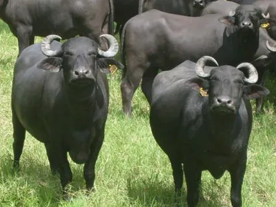 Agro Band: Brasil possui o maior rebanho de búfalos do Ocidente; assista à reportagem